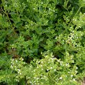 Origanum vulgare 'Grec'